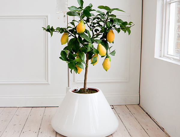 Inspired by Flowers and Plants